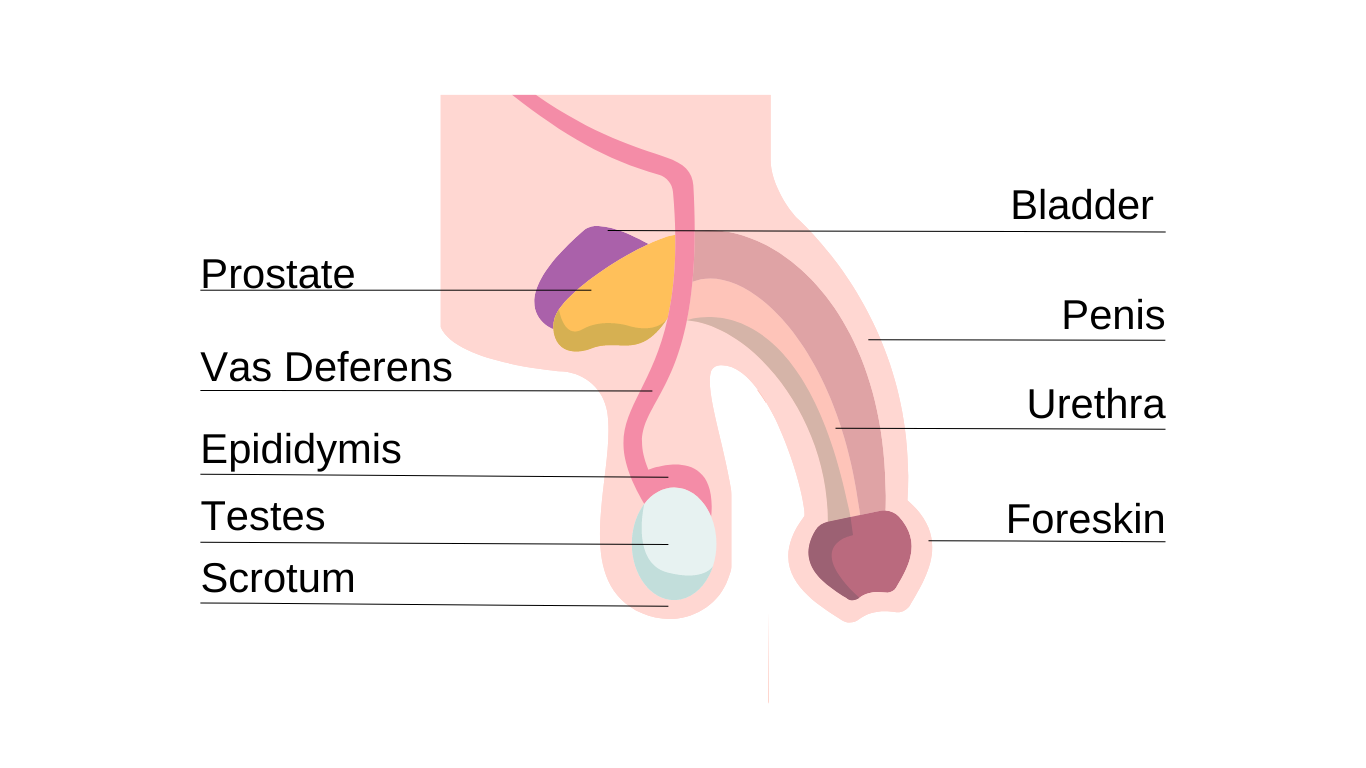 Diagram and labelling of a penis